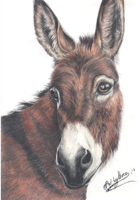 Donkey Drawings