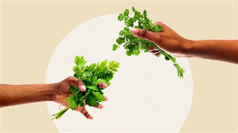 Parsley vs. Cilantro: What's the Difference?