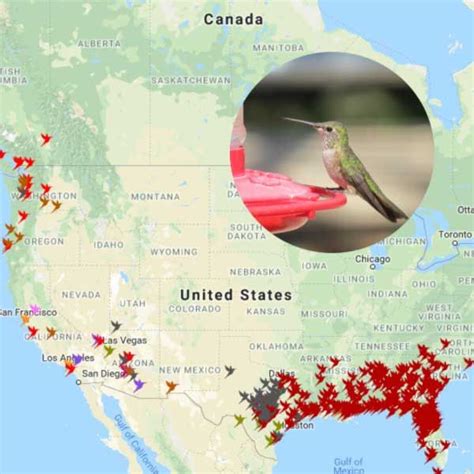 2020 Hummingbird Migration Map (Find Out When to Expect Them) | Empress ...