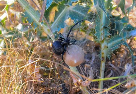 European Black Widow (Latrodectus Tredecimguttatus), a Female Spider ...