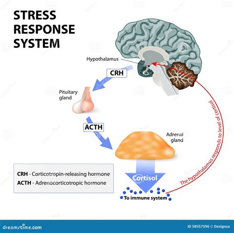 Stress response system stock vector. Image of acth, axis - 58557596