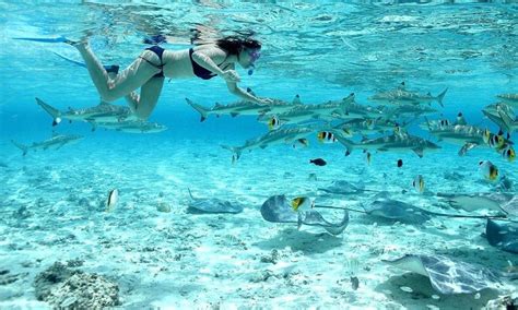 Snorkeling in Bora Bora | Travel around the world, Bora bora vacation, South pacific travel