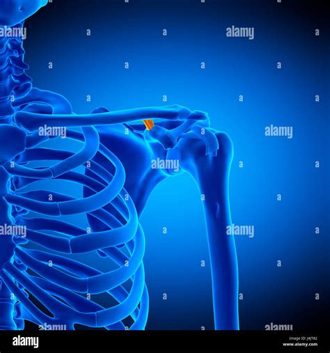 Illustration of the conoid ligament Stock Photo - Alamy