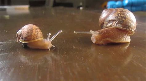 Pet snails for beginners - YouTube