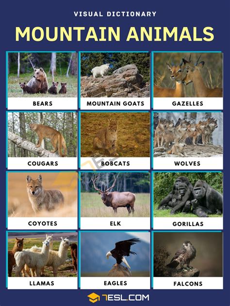 Mountain Animals Names in English with Facts • 7ESL