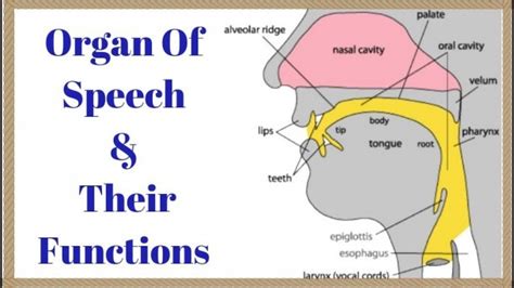 Diagram Of Speech Organs