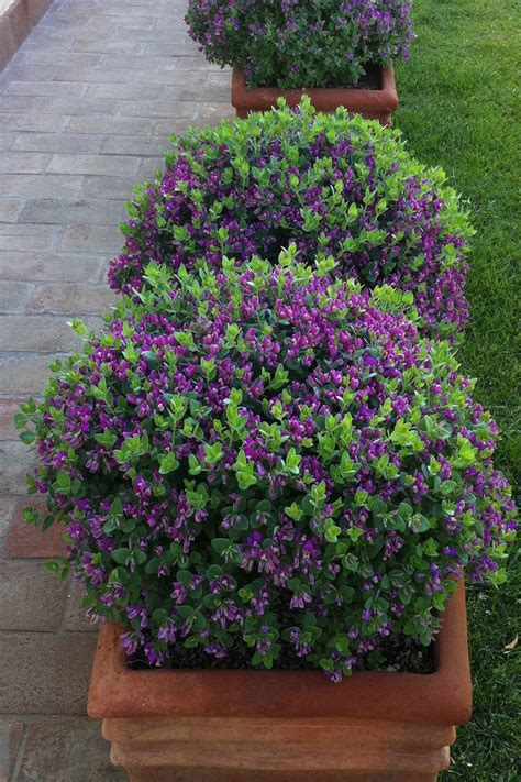 Plant Growers Australia - Polygala LITTLE BIBI®