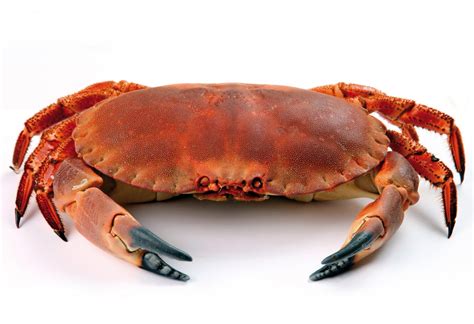 Download Animal Crab 4k Ultra HD Wallpaper