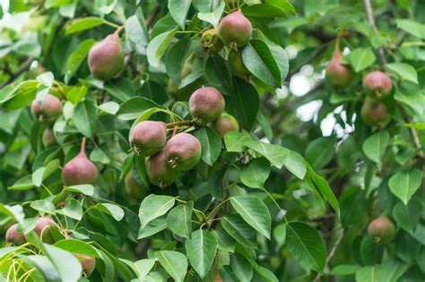 Premium Photo | Pear tree harvesting in the garden rustic style