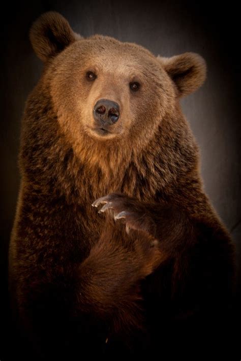 17 Best images about Grizzly Bear Photography on Pinterest | British columbia, King salmon and ...