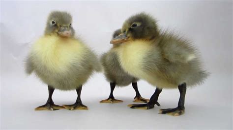 Blue Swedish Ducklings @ Meyer Hatchery - YouTube