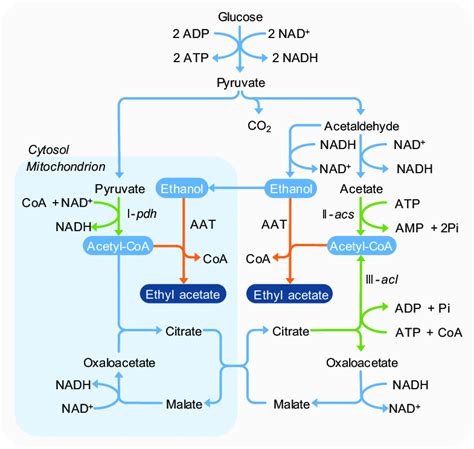 Potential pathways of ethyl acetate production via an AAT in yeast. The ...