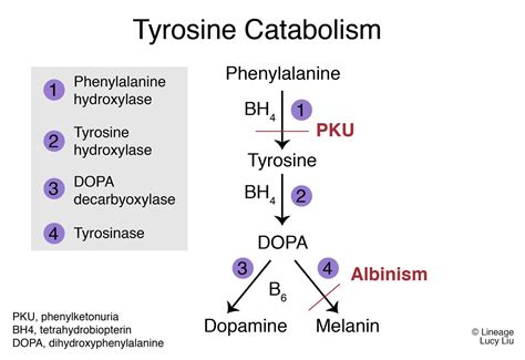 Albinism - Dermatology - Medbullets Step 2/3