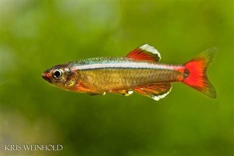 white cloud mountain minnow | Freshwater aquarium fish, Aquarium fish, Fish pet