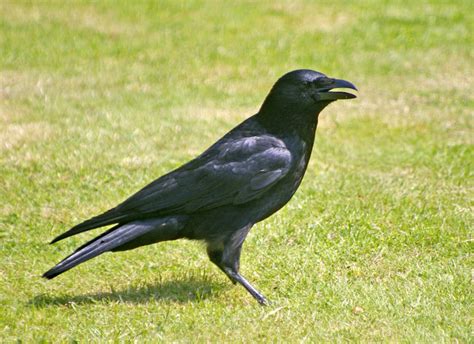 Carrion crow – A guide to Irelands protected habitats & species