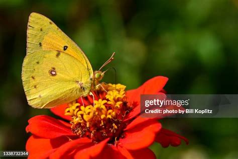 53 Clouded Sulphur Butterfly Stock Photos, High-Res Pictures, and ...