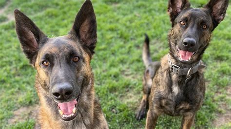 Blue Belgian Malinois Dutch Shepherd - Feketerdo