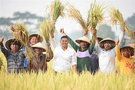 Wali Kota Kediri Panen Raya Padi, Hasilkan 7 Hingga 8 Ton per Hektar