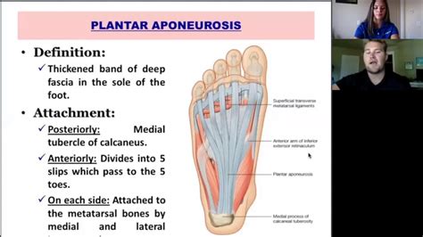 Muscle Monday: Plantar Aponeurosis - YouTube