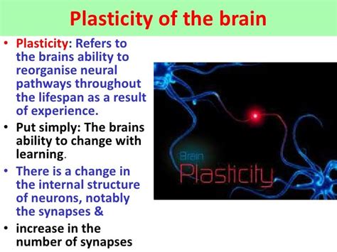 Plasticity of the brain - VCE U4 Psychology