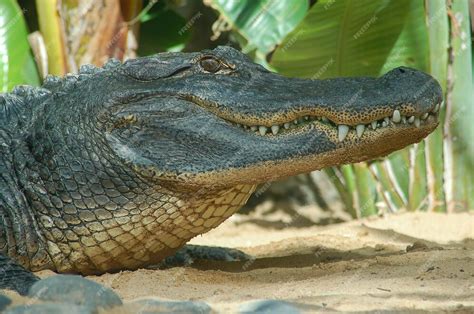 Premium Photo | Closeup of a formidable saltwater crocodile apex ...