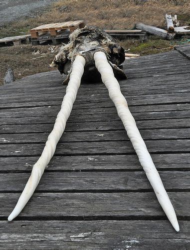 Narwhal Tusks, Hunde Island, West Greenland. | Narwhal tusk, Narwhal ...