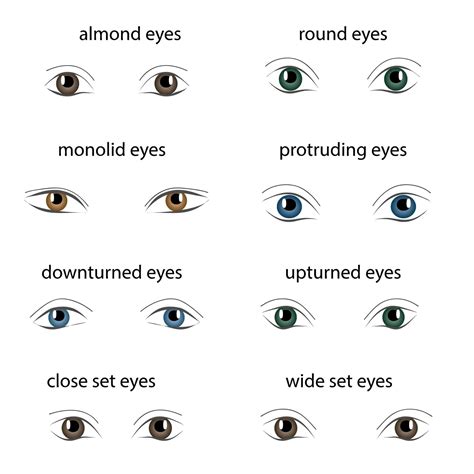 8 Different Types of Eye Shapes – Headcurve