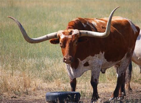 81 best images about longhorn steer on Pinterest | Brownsville texas ...