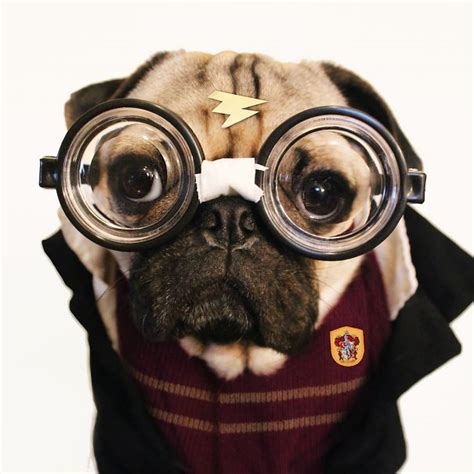 Doug The Pug Does Halloween Better Than You | Bored Panda