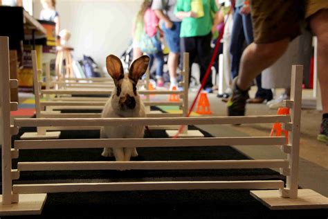 Rabbit Hopping Competition jumps into action at the State Fair