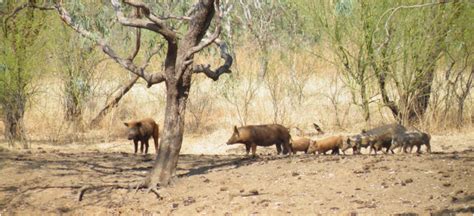 Western Australian Feral Pig Strategy 2020-2025 | Agriculture and Food