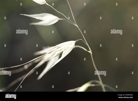 Different kind of dried grass look beautiufl Stock Photo - Alamy