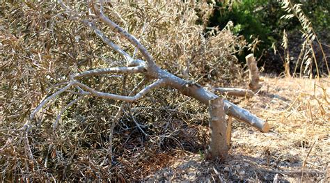 Foresta 2000 suffers vandalism attack, an Olive grove completely destroyed | BirdLife Malta