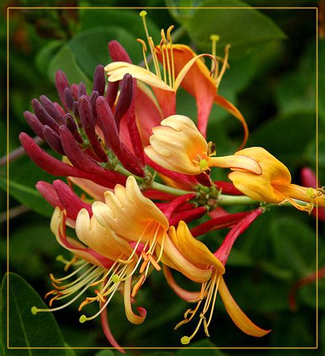 flowers for flower lovers.: Honeysuckle- flowers pictures.