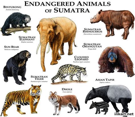 Endangered animals of Sumatra | Endangered animals, Endangered wildlife ...