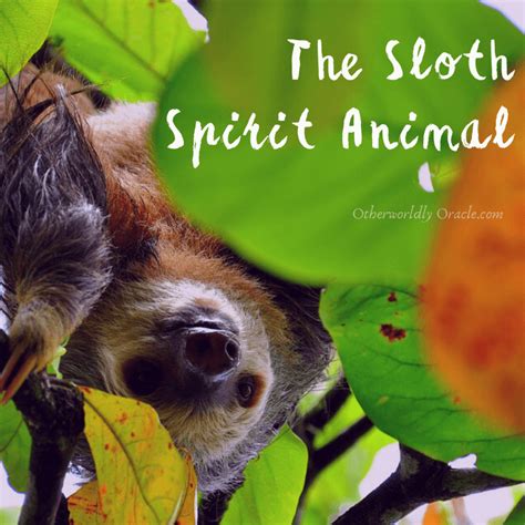 Sloth Spirit Animal: Sloth's Symbolism, Folklore and Messages