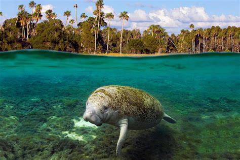 Manatees – endangered gentle giants (16 pictures) | Memolition