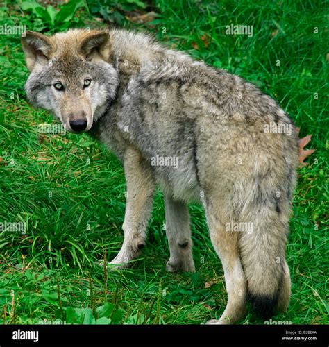 This is a young gray wolf looking back Stock Photo - Alamy