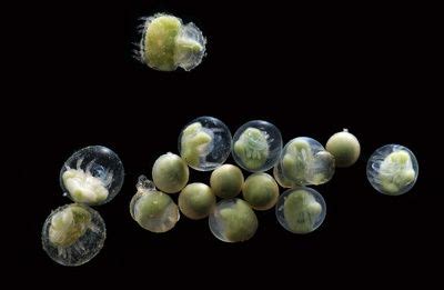 Horseshoe crab eggs hatching - the larvae at the top swimming freely ...