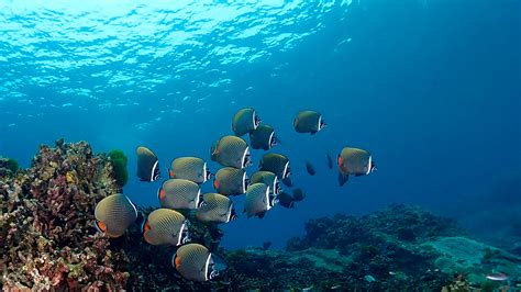 The Best Scuba Diving In Phuket · Local Dive Thailand