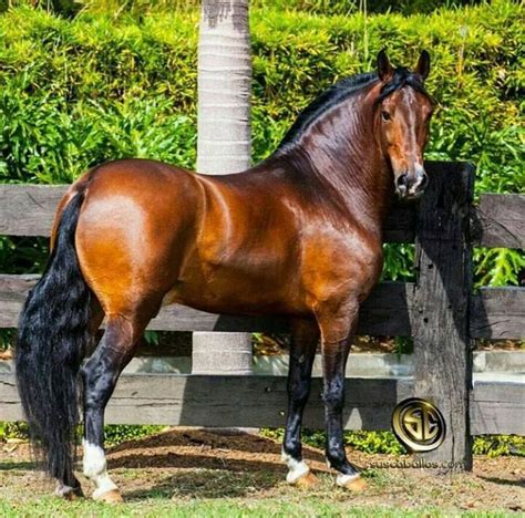 GAMBINO of the Legands -- COLOMBIAN PASO FINO STALLION | Horse breeds ...