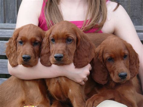 Irish Setter Puppies | Launceston, Cornwall | Pets4Homes