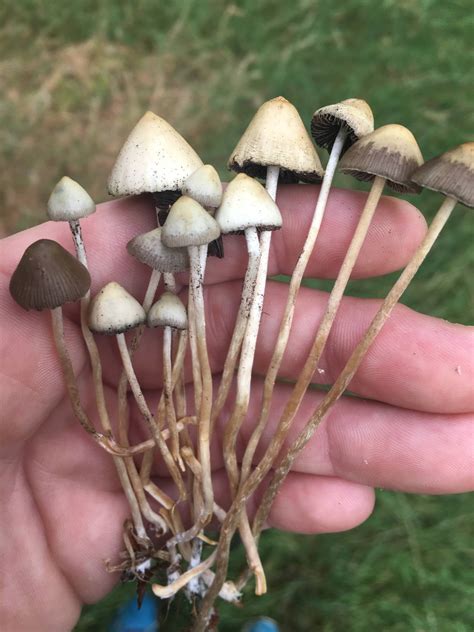 Official U.K 2018 Liberty Cap Season - Mushroom Hunting and ...