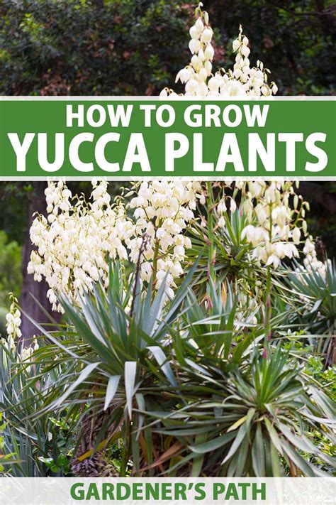 How to Grow and Care for Yucca | Gardener’s Path