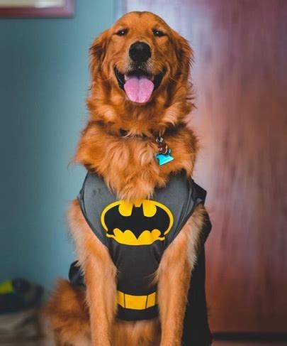 15 Funny Golden Retriever Halloween Costumes | The Dogman