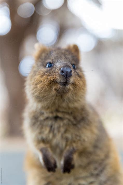 "Quokka In Habitat" by Stocksy Contributor "Ben Ryan" - Stocksy