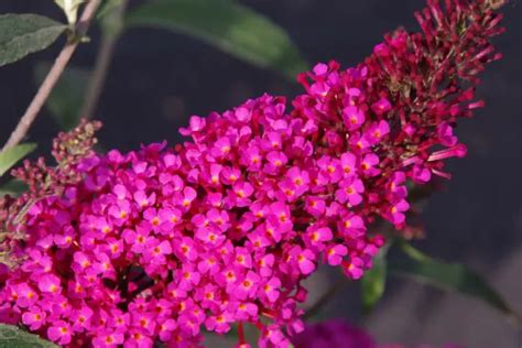 27 Butterfly Bush Varieties with Pictures and Info