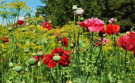 Poppy Garden Photograph by Larysa Luciw - Fine Art America