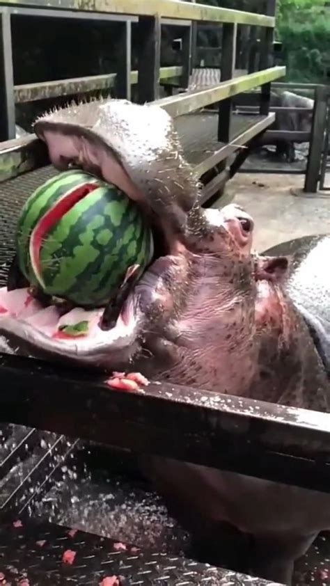 Have you ever seen a hippo eat watermelon like this? [Video] | Funny animals, Hippo eating ...