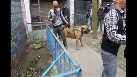 Lion vs Boerboel - YouTube